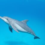 How Long Can Dolphins Hold Their Breath, A dolphin swimming gracefully underwater, showcasing its ability to hold its breath for an extended period, its sleek body and fins propelling it through the water.